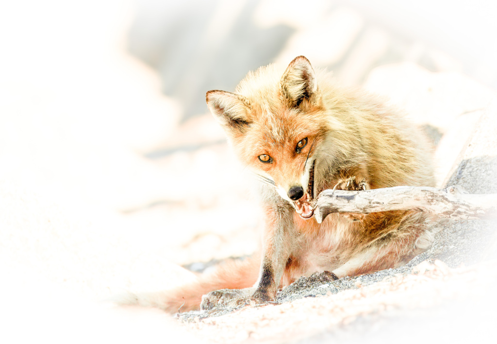 キタキツネ