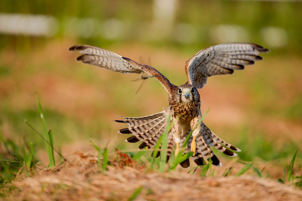 トンボを追って
