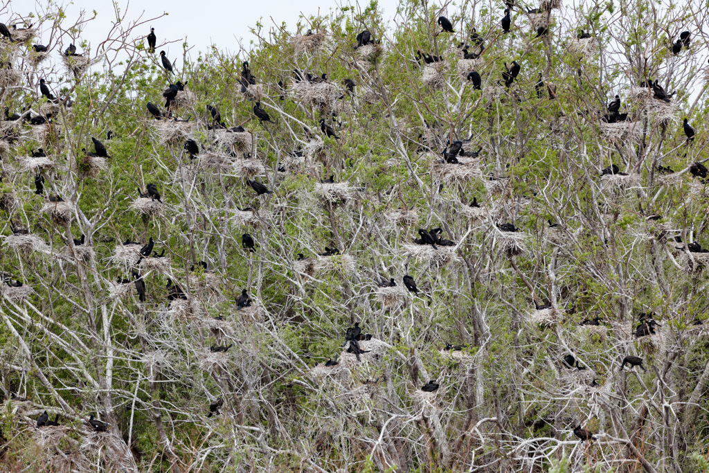 カワウのアパート