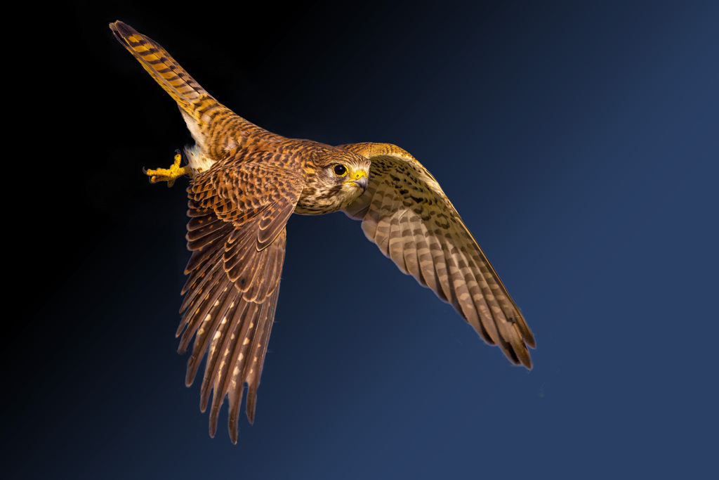 チョウゲンボウ