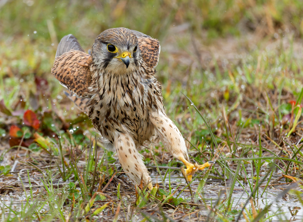 チョウゲンボウ