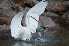 コサギとカワセミ