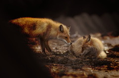 キタキツネ