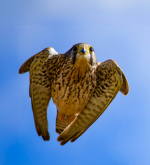 チョウゲンボウ