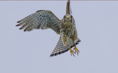 チョウゲンボウ