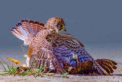 チョウゲンボウ