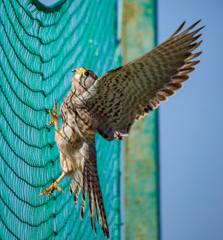 チョウゲンボウ