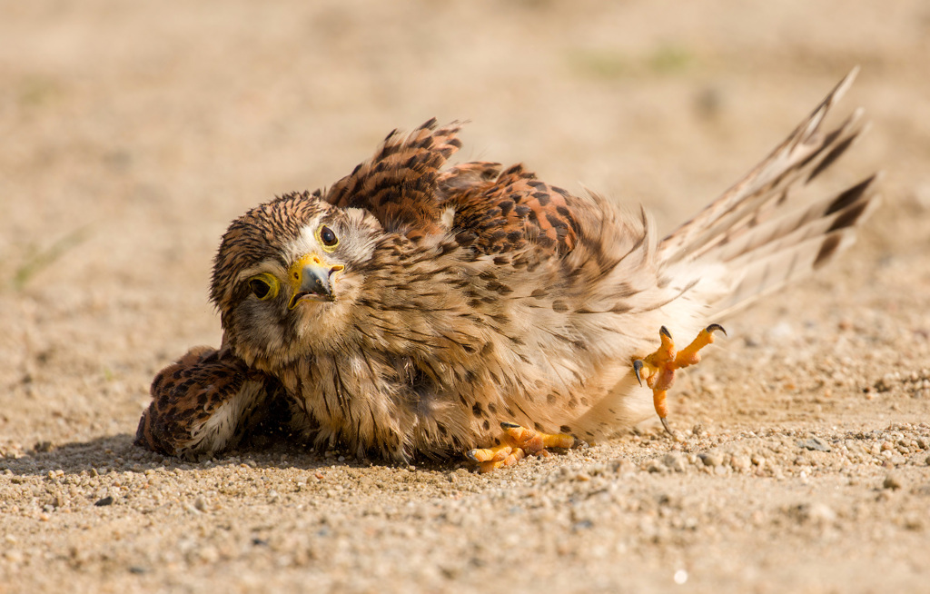 チョウゲンボウ