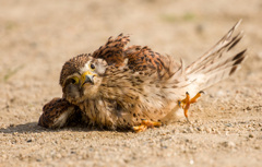 チョウゲンボウ