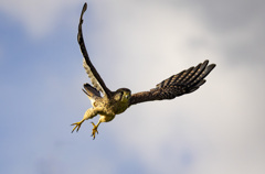 チョウゲンボウ