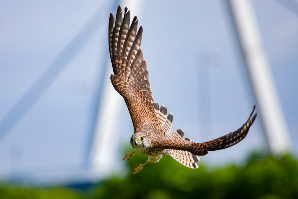 チョウゲンボウ