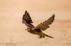 チョウゲンボウ