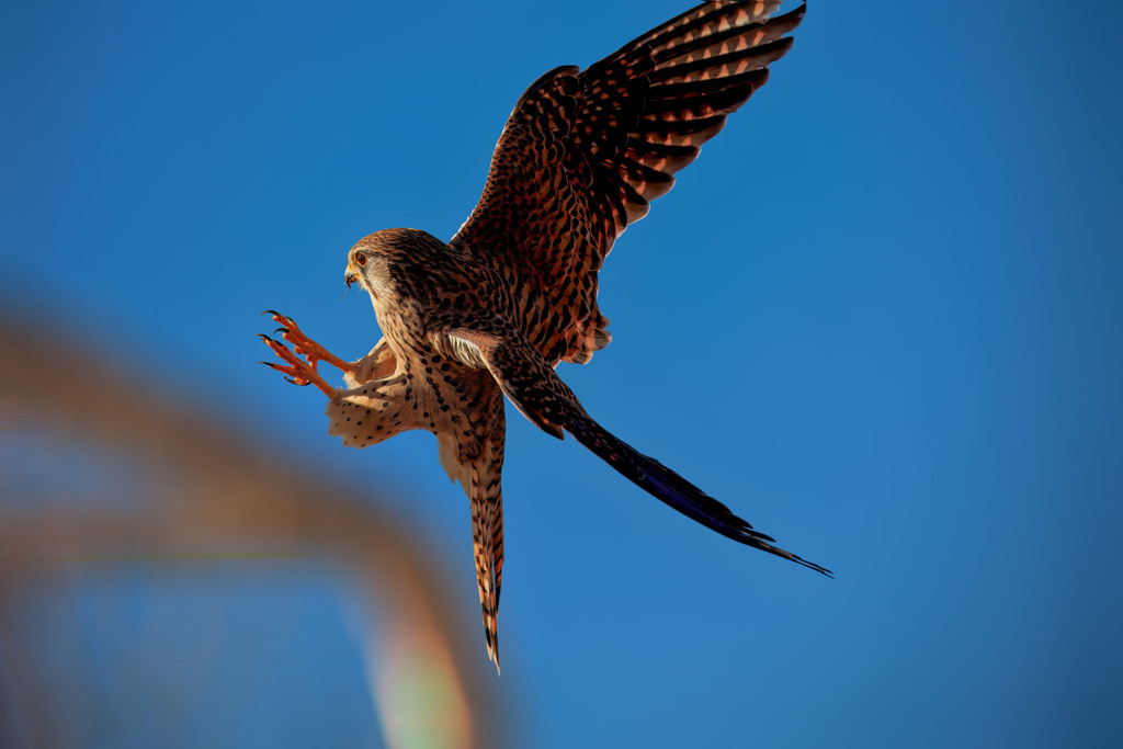 チョウゲンボウ