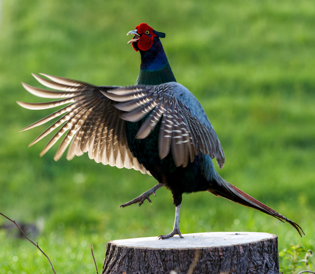 切り株上のキジ