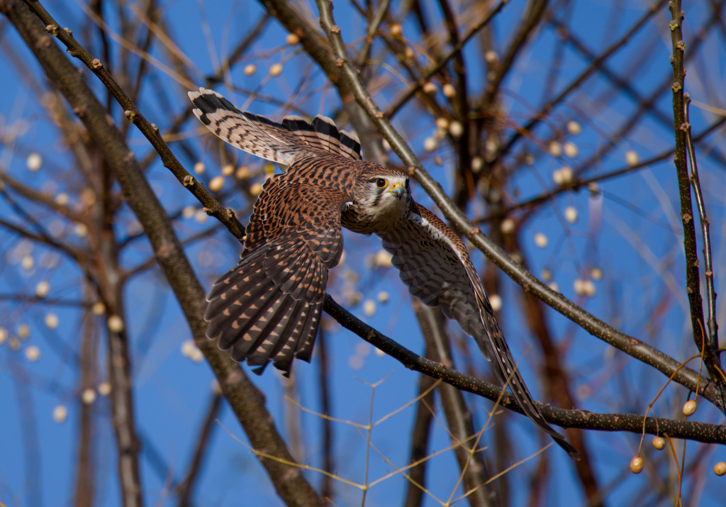 チョウゲンボウ