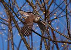 チョウゲンボウ