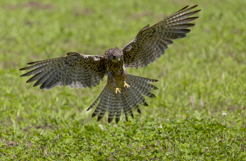 チョウゲンボウ