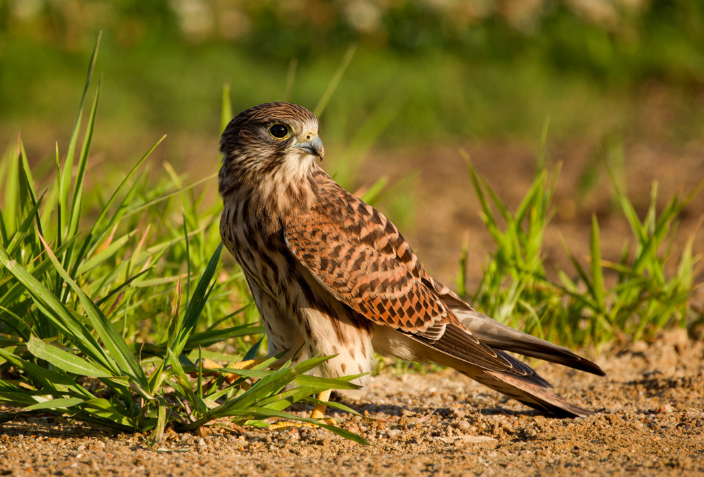チョウゲンボウ