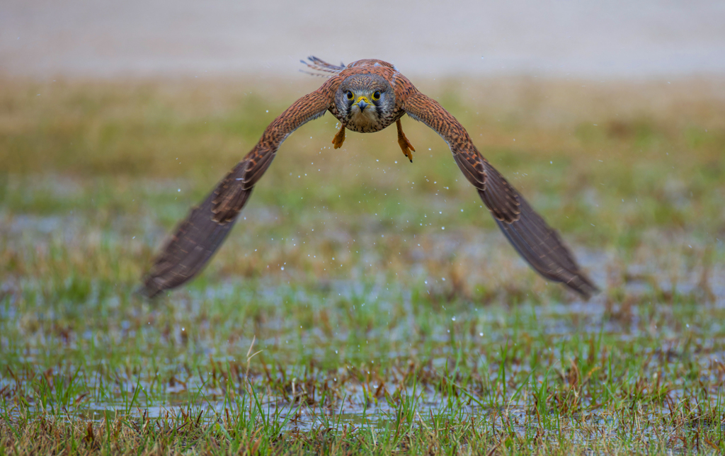 チョウゲンボウ