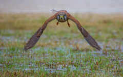 チョウゲンボウ