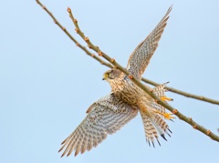 チョウゲンボウ