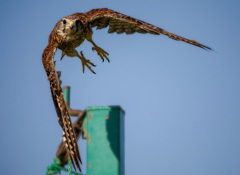 チョウゲンボウ