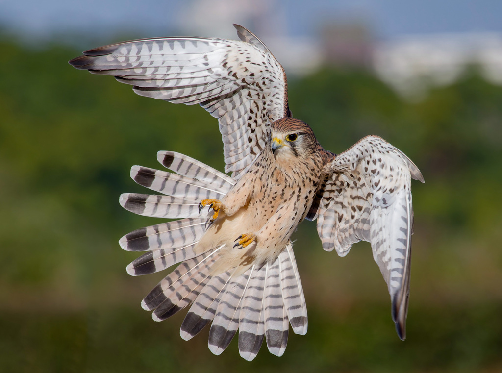 チョウゲンボウ