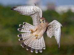 チョウゲンボウ