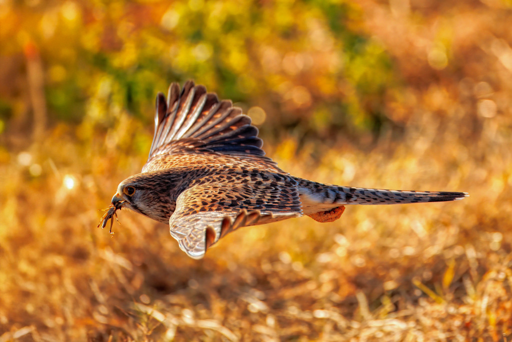 チョウゲンボウ
