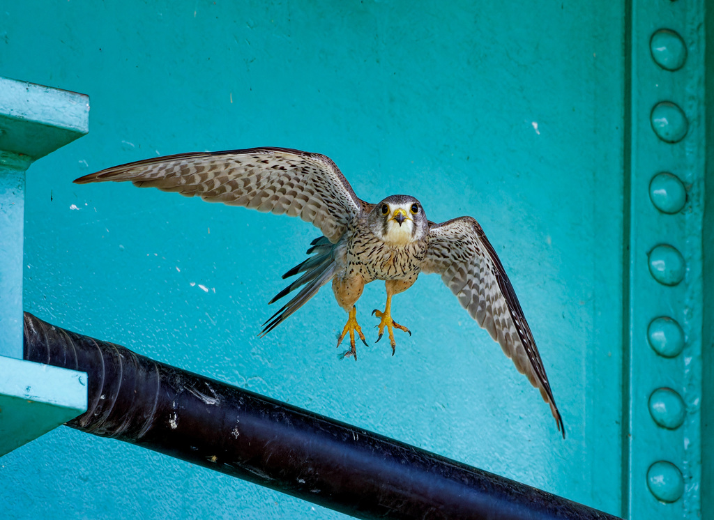 チョウゲンボウ