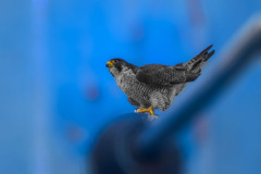 ハヤブサ