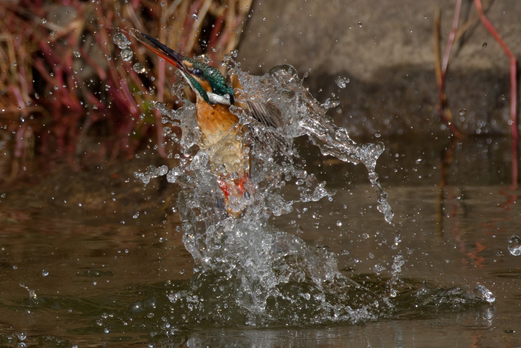 カワセミ