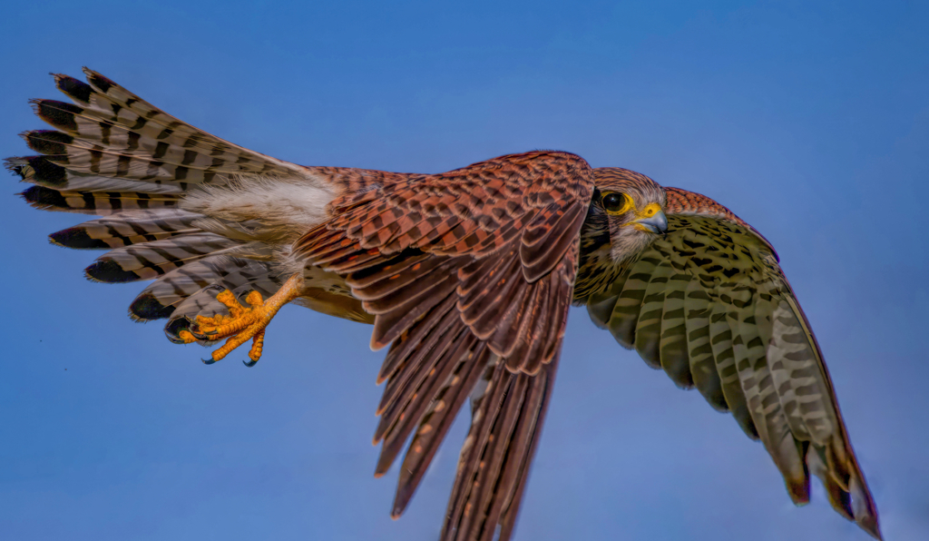 チョウゲンボウ