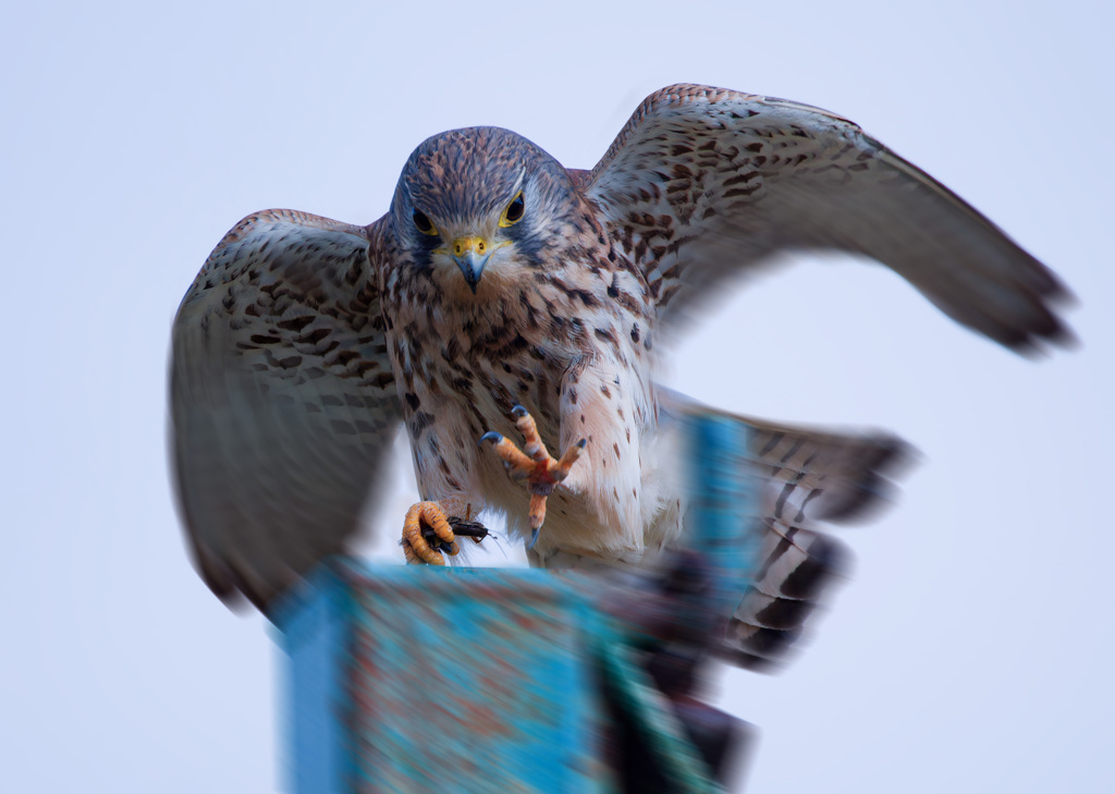 チョウゲンボウ
