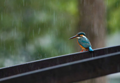 今日は雨