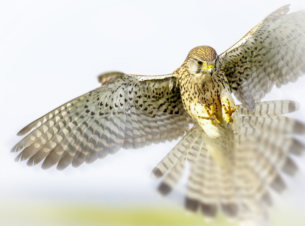 チョウゲンボウ