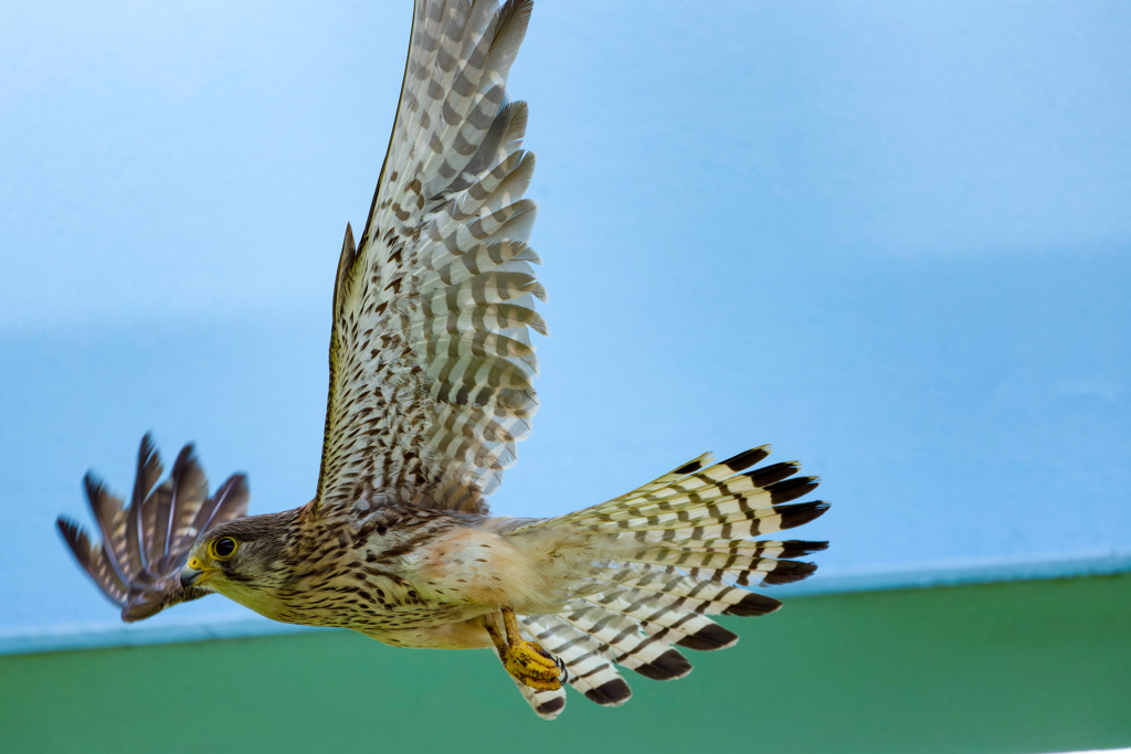 チョウゲンボウ