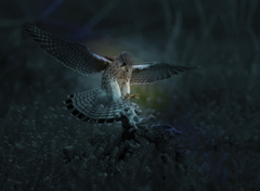 チョウゲンボウ