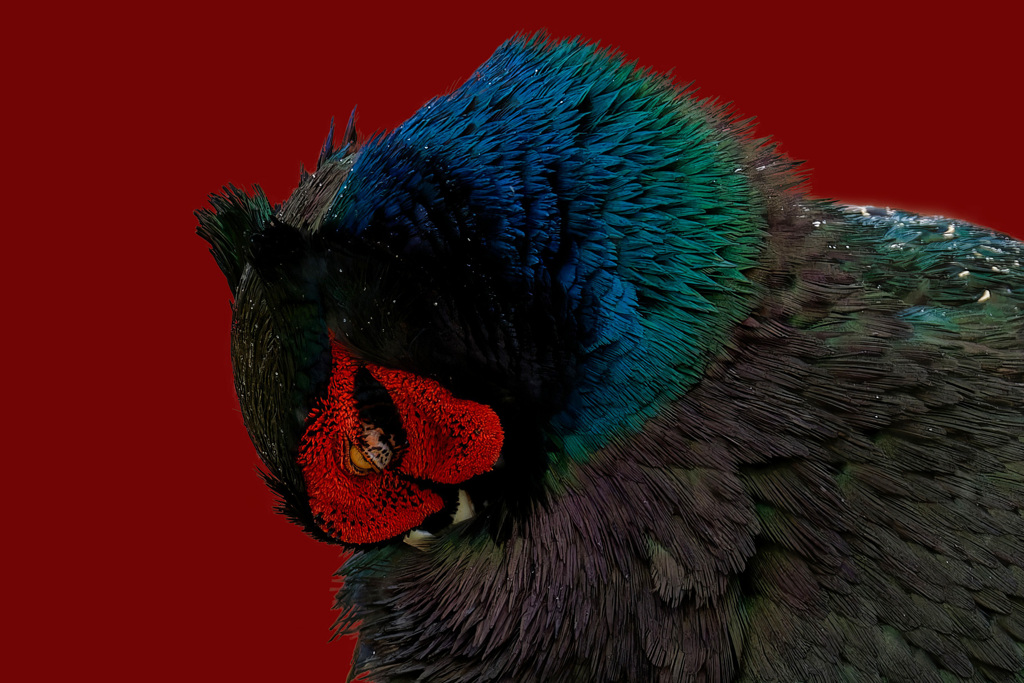 キジ
