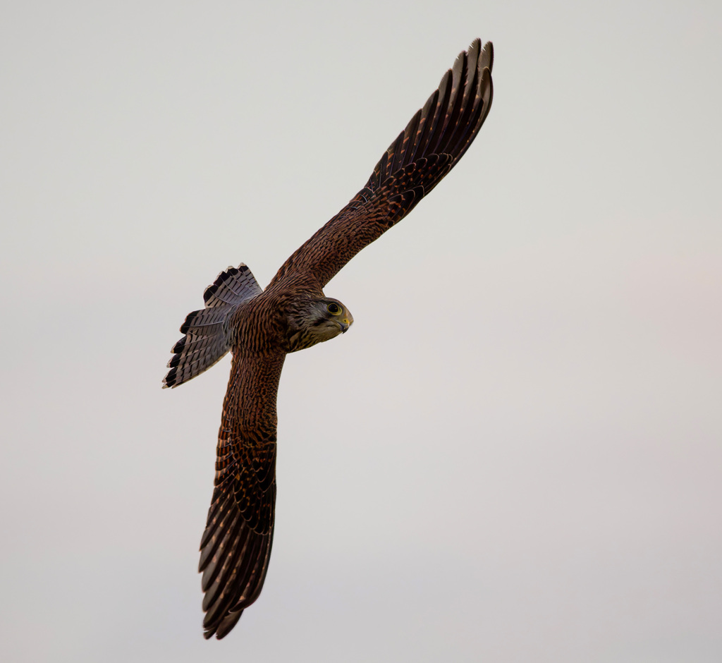 チョウゲンボウ