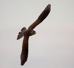 チョウゲンボウ