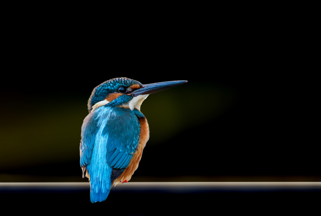 カワセミ