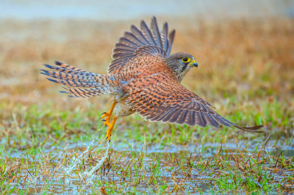 チョウゲンボウ