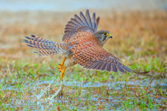 チョウゲンボウ