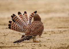 チョウゲンボウ