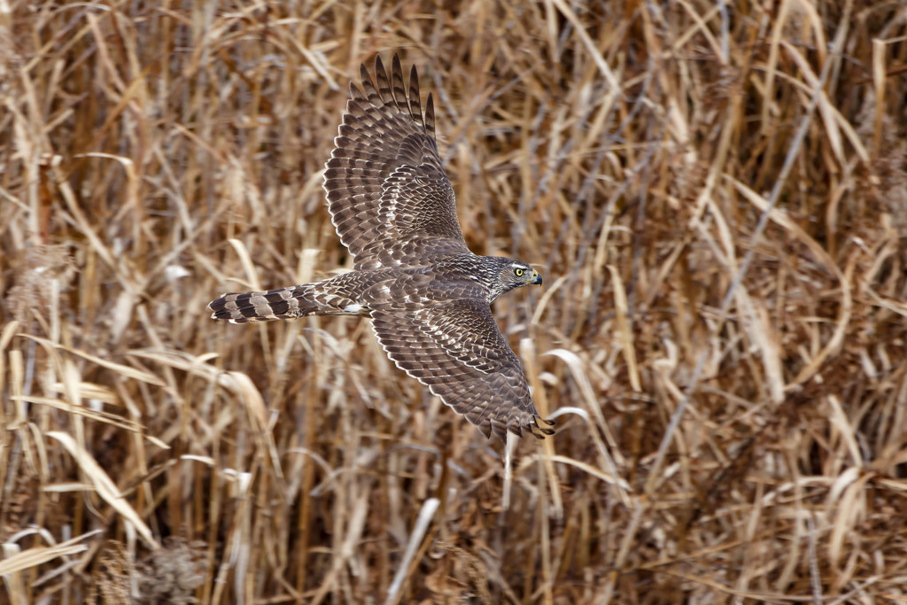 オオタカ（若）