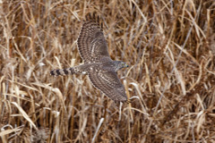 オオタカ（若）