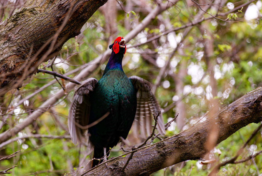 木上の母衣うち