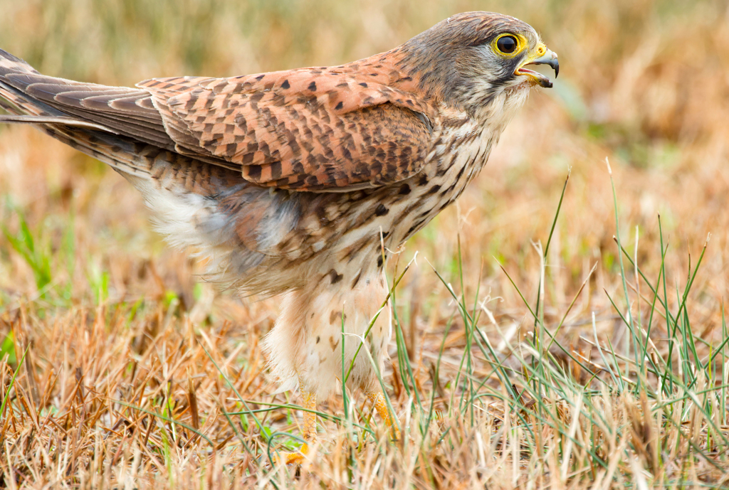 チョウゲンボウ