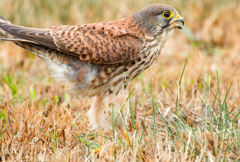 チョウゲンボウ